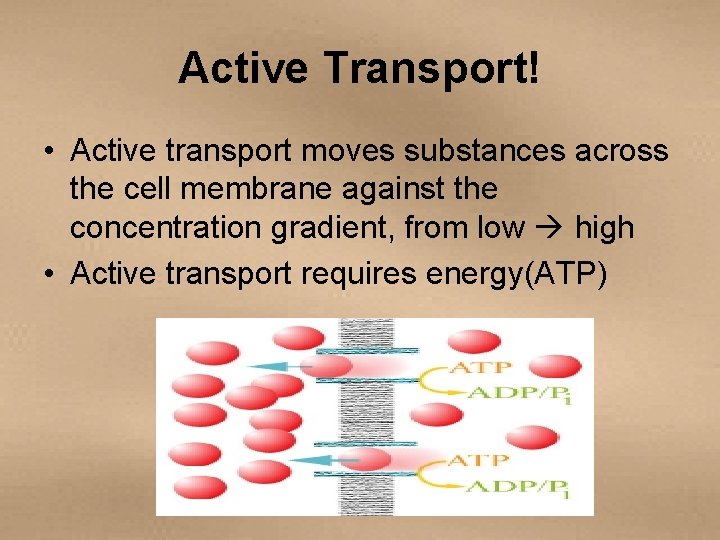 Active Transport! • Active transport moves substances across the cell membrane against the concentration