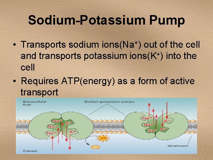 Sodium-Potassium Pump • Transports sodium ions(Na+) out of the cell and transports potassium ions(K+)
