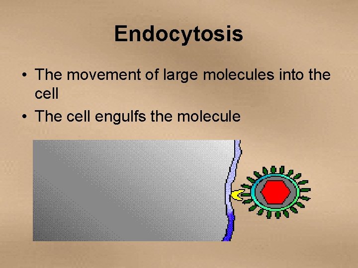 Endocytosis • The movement of large molecules into the cell • The cell engulfs