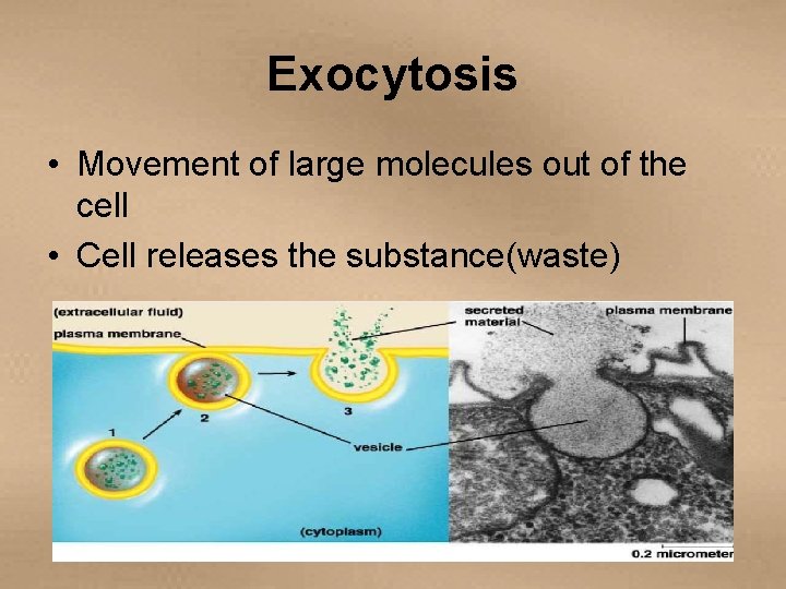 Exocytosis • Movement of large molecules out of the cell • Cell releases the