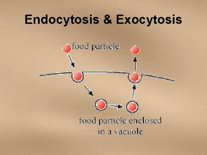 Endocytosis & Exocytosis 