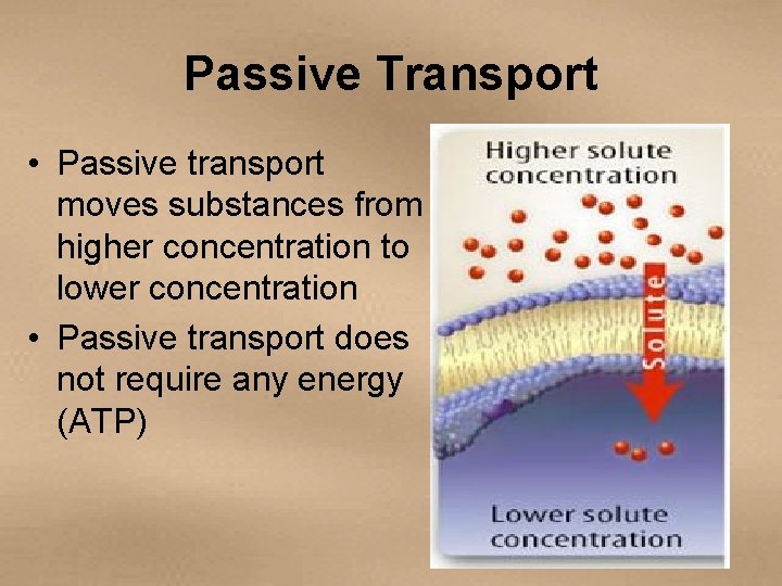 Passive Transport • Passive transport moves substances from higher concentration to lower concentration •