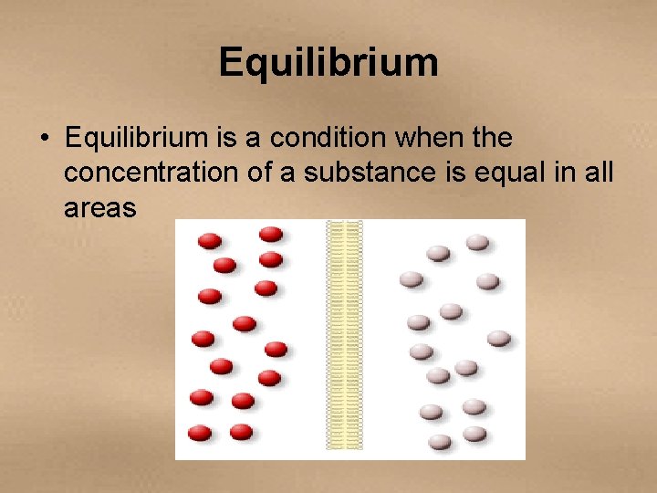 Equilibrium • Equilibrium is a condition when the concentration of a substance is equal