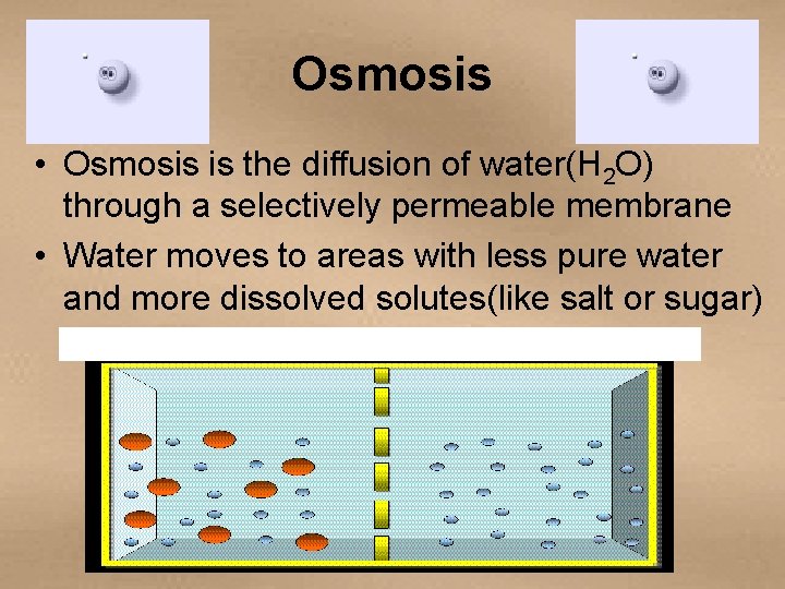Osmosis • Osmosis is the diffusion of water(H 2 O) through a selectively permeable