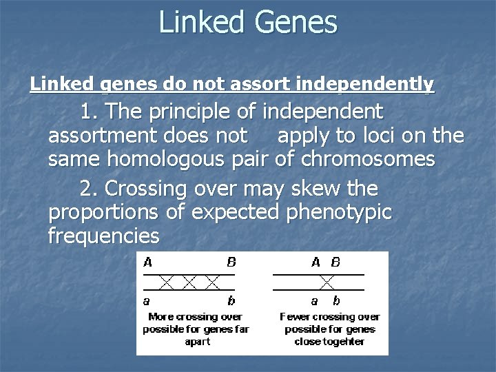 Linked Genes Linked genes do not assort independently 1. The principle of independent assortment