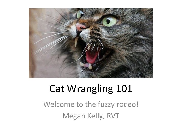 Cat Wrangling 101 Welcome to the fuzzy rodeo! Megan Kelly, RVT 