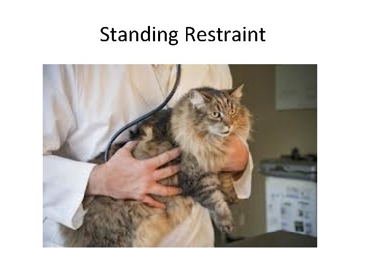Standing Restraint 