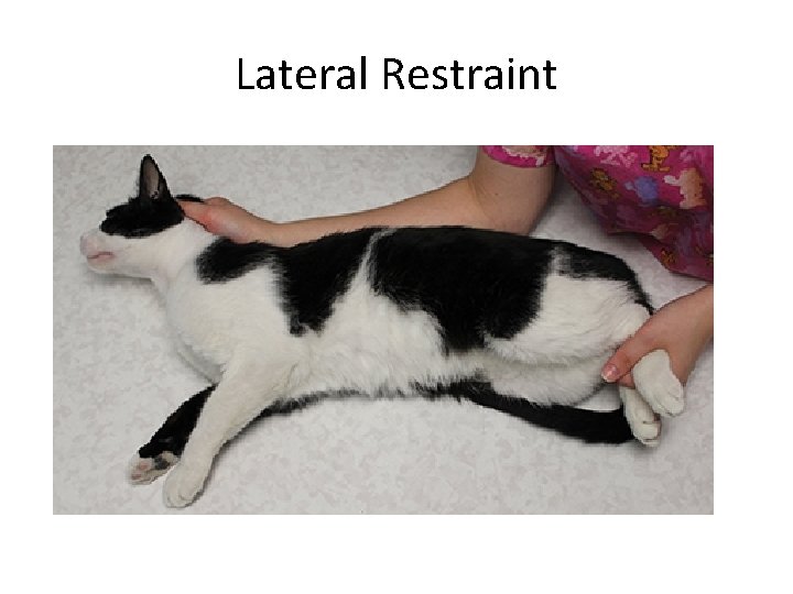 Lateral Restraint 