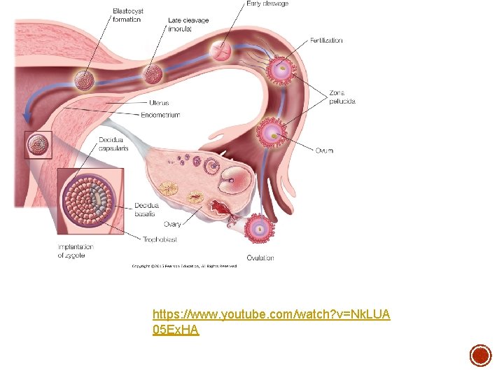 https: //www. youtube. com/watch? v=Nk. LUA 05 Ex. HA 