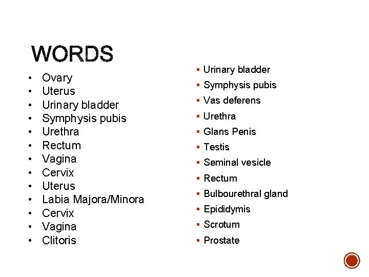 • • • • Ovary Uterus Urinary bladder Symphysis pubis Urethra Rectum Vagina