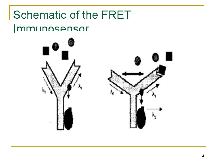 Schematic of the FRET Immunosensor 14 