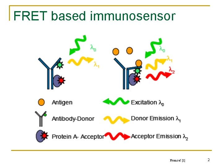 FRET based immunosensor From ref [1] 2 