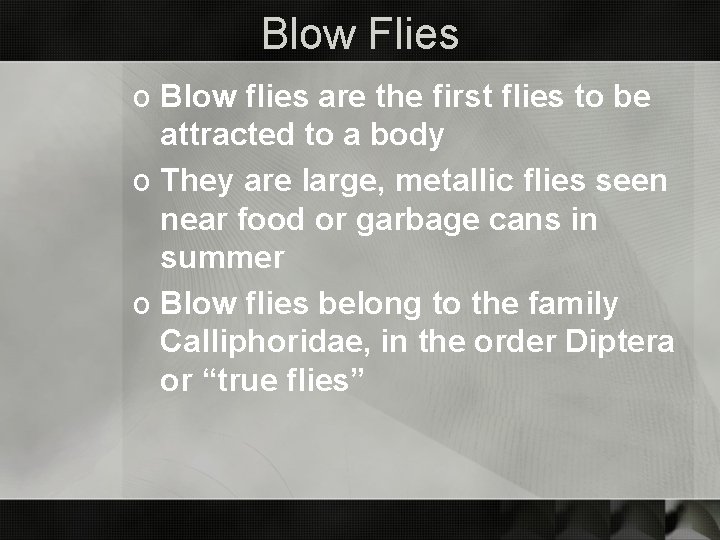 Blow Flies o Blow flies are the first flies to be attracted to a