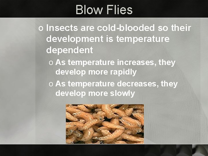 Blow Flies o Insects are cold-blooded so their development is temperature dependent o As