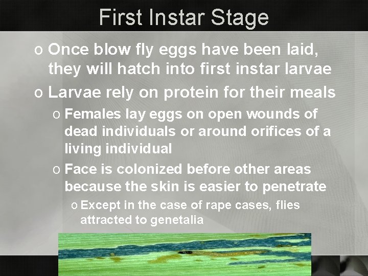 First Instar Stage o Once blow fly eggs have been laid, they will hatch