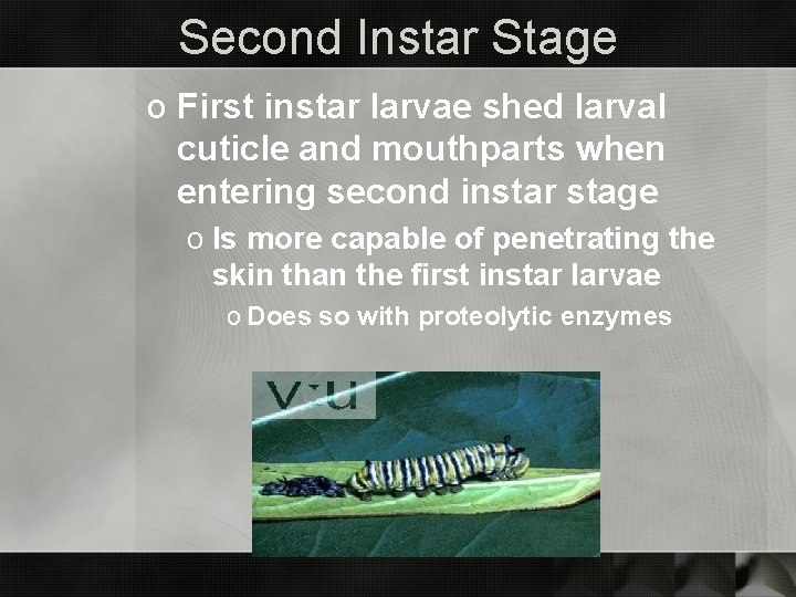 Second Instar Stage o First instar larvae shed larval cuticle and mouthparts when entering