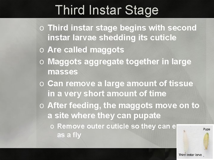 Third Instar Stage o Third instar stage begins with second instar larvae shedding its