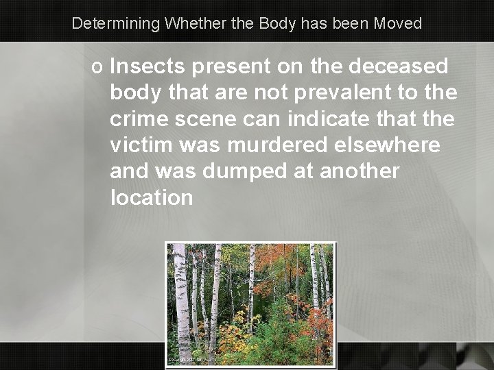 Determining Whether the Body has been Moved o Insects present on the deceased body