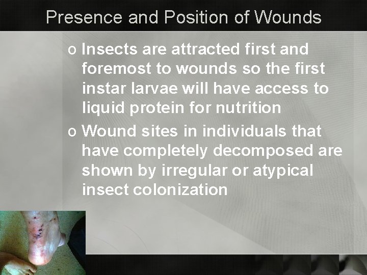 Presence and Position of Wounds o Insects are attracted first and foremost to wounds