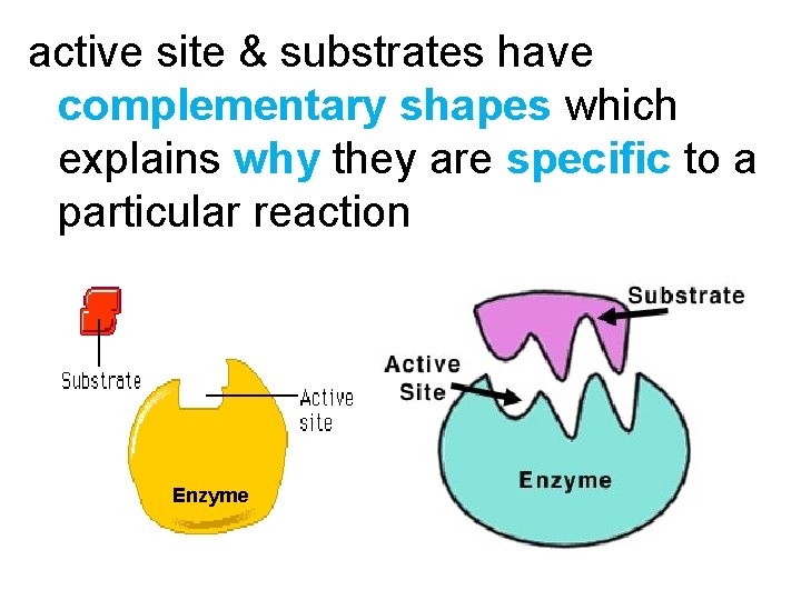 active site & substrates have complementary shapes which explains why they are specific to