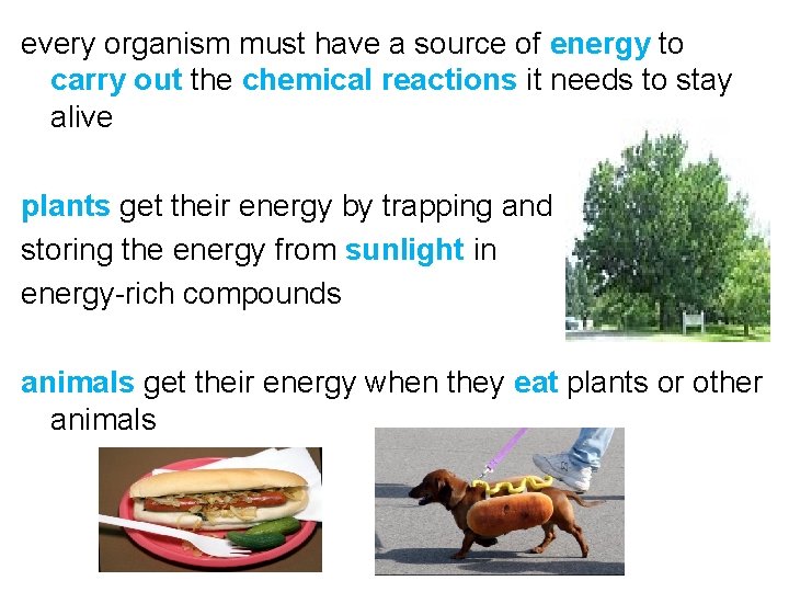 every organism must have a source of energy to carry out the chemical reactions