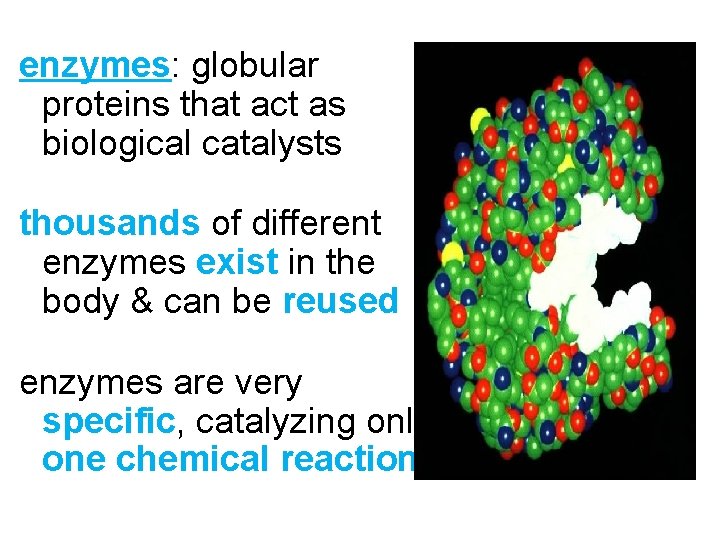 enzymes: globular proteins that act as biological catalysts thousands of different enzymes exist in