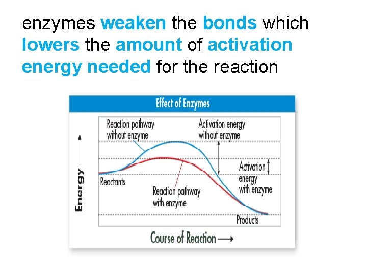 enzymes weaken the bonds which lowers the amount of activation energy needed for the