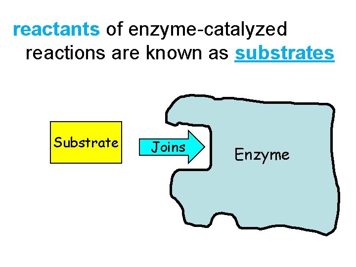 reactants of enzyme-catalyzed reactions are known as substrates Substrate Joins Enzyme 8 