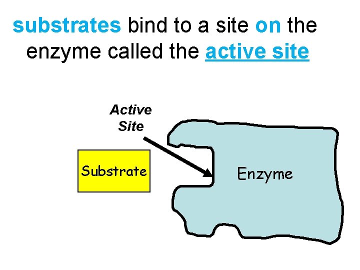 substrates bind to a site on the enzyme called the active site Active Site