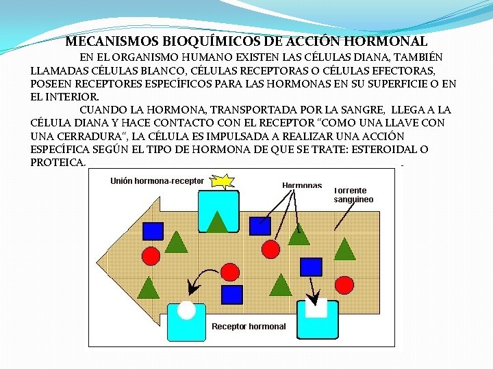 MECANISMOS BIOQUÍMICOS DE ACCIÓN HORMONAL EN EL ORGANISMO HUMANO EXISTEN LAS CÉLULAS DIANA, TAMBIÉN MECANISMOS BIOQUÍMICOS DE ACCIÓN HORMONAL EN EL ORGANISMO HUMANO EXISTEN LAS CÉLULAS DIANA, TAMBIÉN