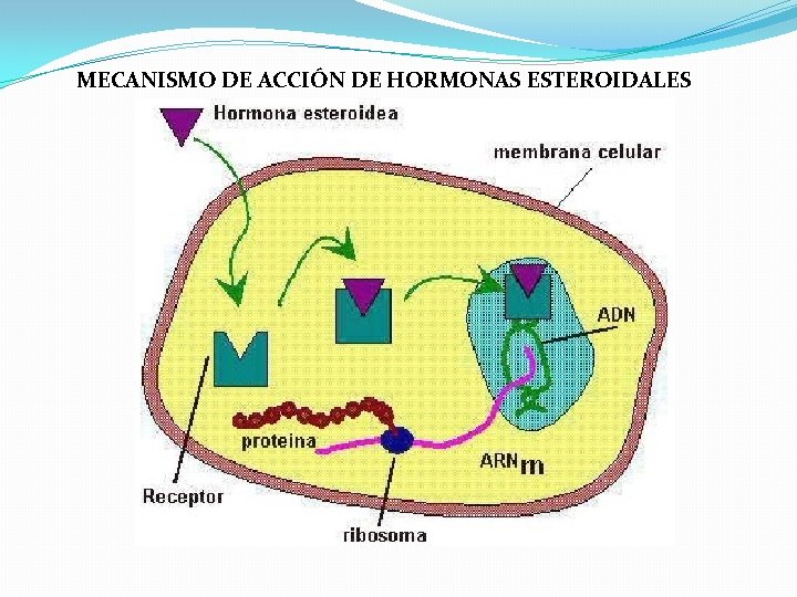 MECANISMO DE ACCIÓN DE HORMONAS ESTEROIDALES MECANISMO DE ACCIÓN DE HORMONAS ESTEROIDALES
