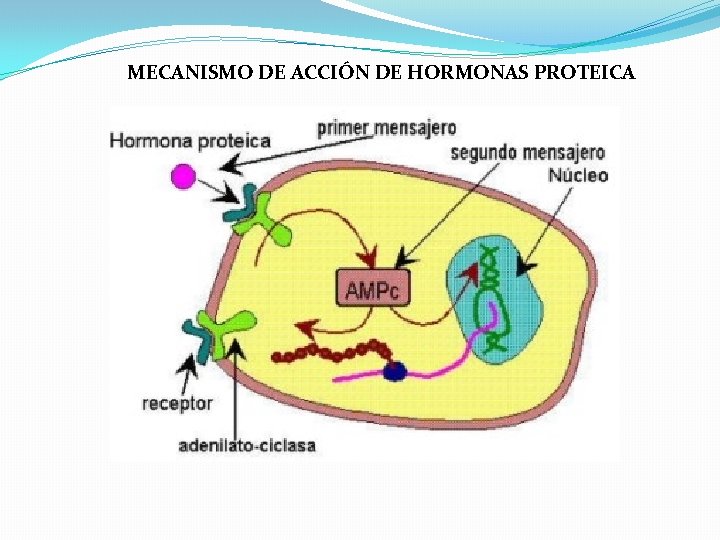 MECANISMO DE ACCIÓN DE HORMONAS PROTEICA MECANISMO DE ACCIÓN DE HORMONAS PROTEICA