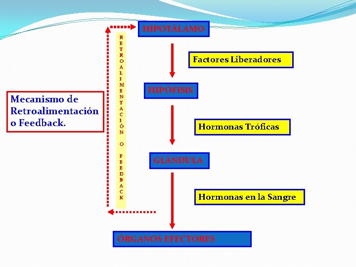 HIPOTÁLAMO Mecanismo de Retroalimentación o Feedback. R E T R O A L I HIPOTÁLAMO Mecanismo de Retroalimentación o Feedback. R E T R O A L I