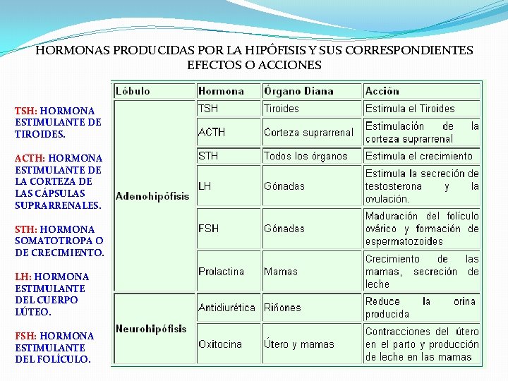 HORMONAS PRODUCIDAS POR LA HIPÓFISIS Y SUS CORRESPONDIENTES EFECTOS O ACCIONES TSH: HORMONA ESTIMULANTE HORMONAS PRODUCIDAS POR LA HIPÓFISIS Y SUS CORRESPONDIENTES EFECTOS O ACCIONES TSH: HORMONA ESTIMULANTE