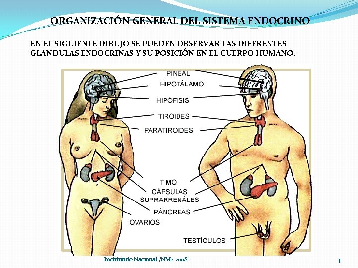 ORGANIZACIÓN GENERAL DEL SISTEMA ENDOCRINO EN EL SIGUIENTE DIBUJO SE PUEDEN OBSERVAR LAS DIFERENTES ORGANIZACIÓN GENERAL DEL SISTEMA ENDOCRINO EN EL SIGUIENTE DIBUJO SE PUEDEN OBSERVAR LAS DIFERENTES
