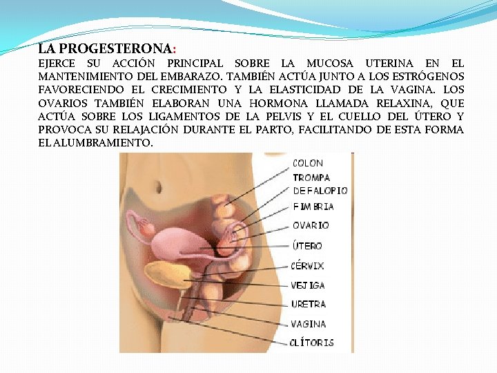 LA PROGESTERONA: EJERCE SU ACCIÓN PRINCIPAL SOBRE LA MUCOSA UTERINA EN EL MANTENIMIENTO DEL LA PROGESTERONA: EJERCE SU ACCIÓN PRINCIPAL SOBRE LA MUCOSA UTERINA EN EL MANTENIMIENTO DEL