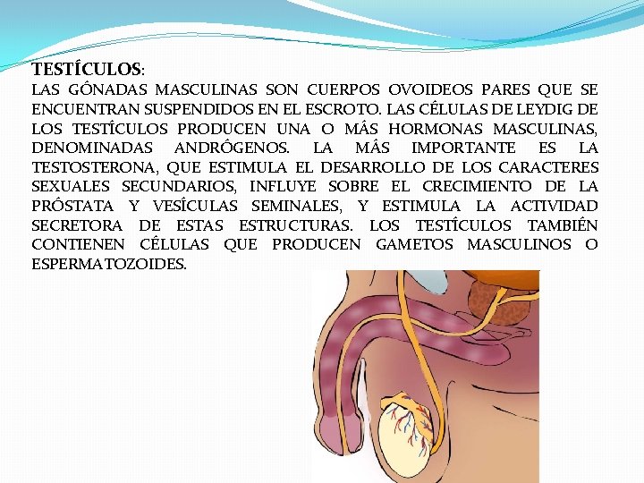 TESTÍCULOS: LAS GÓNADAS MASCULINAS SON CUERPOS OVOIDEOS PARES QUE SE ENCUENTRAN SUSPENDIDOS EN EL TESTÍCULOS: LAS GÓNADAS MASCULINAS SON CUERPOS OVOIDEOS PARES QUE SE ENCUENTRAN SUSPENDIDOS EN EL