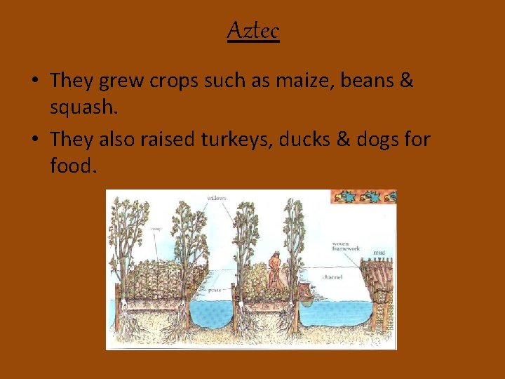 Aztec • They grew crops such as maize, beans & squash. • They also