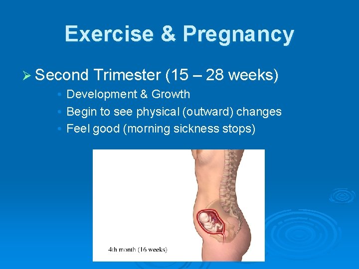 Exercise & Pregnancy Ø Second Trimester (15 – 28 weeks) • • • Development