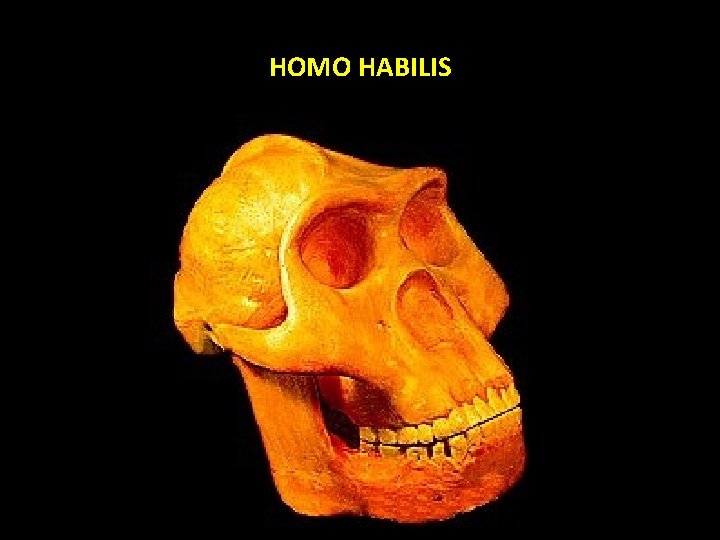 HOMO HABILIS 