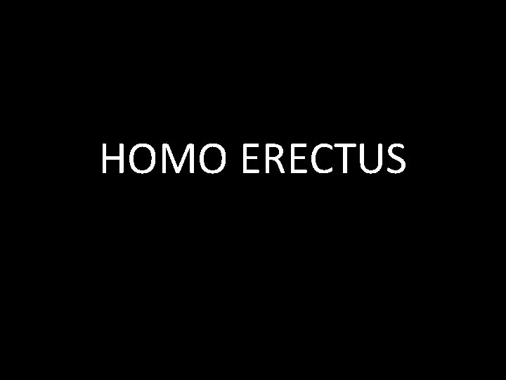 HOMO ERECTUS 