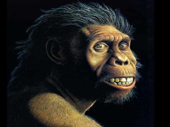 HOMO ERECTUS 