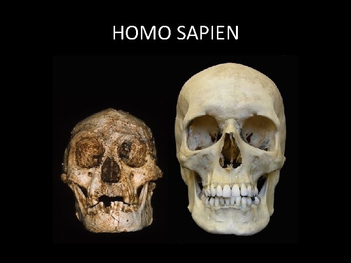 HOMO SAPIEN 