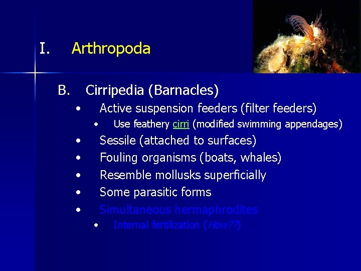 I. Arthropoda B. Cirripedia (Barnacles) • Active suspension feeders (filter feeders) • • •