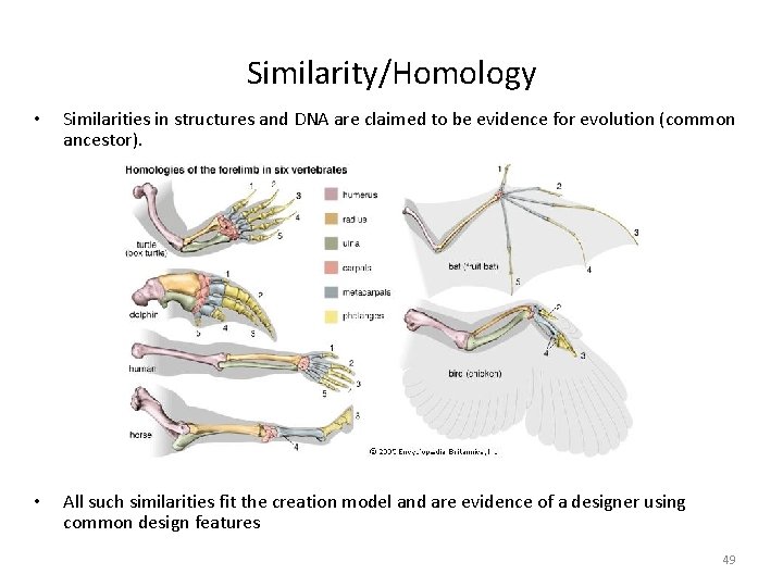 Similarity/Homology • Similarities in structures and DNA are claimed to be evidence for evolution