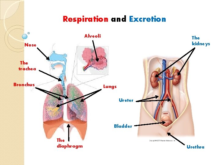 Respiration and Excretion Alveoli The kidneys Nose The trachea Bronchus Lungs Ureter Bladder The Respiration and Excretion Alveoli The kidneys Nose The trachea Bronchus Lungs Ureter Bladder The