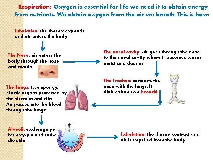 Respiration: Oxygen is essential for life we need it to obtain energy from nutrients. Respiration: Oxygen is essential for life we need it to obtain energy from nutrients.