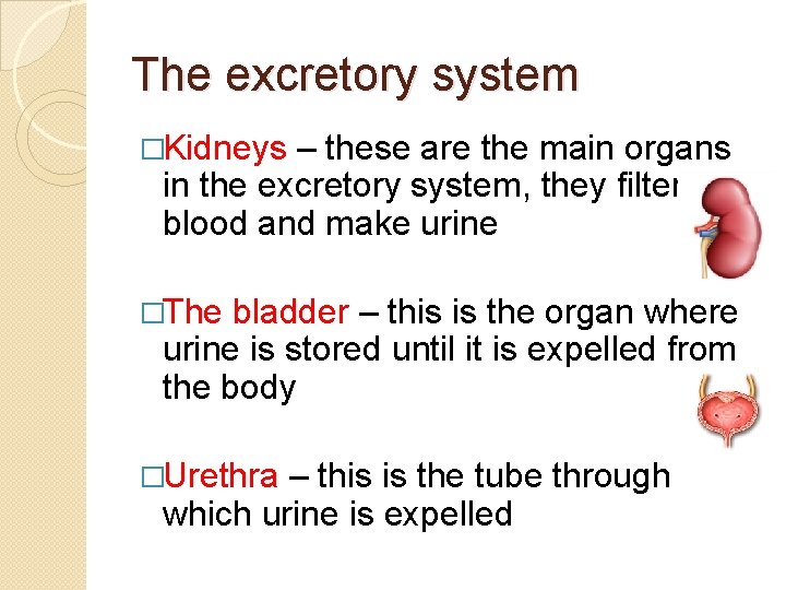 The excretory system �Kidneys – these are the main organs in the excretory system, The excretory system �Kidneys – these are the main organs in the excretory system,