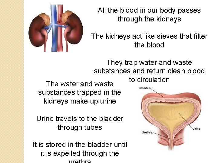 All the blood in our body passes through the kidneys The kidneys act like All the blood in our body passes through the kidneys The kidneys act like