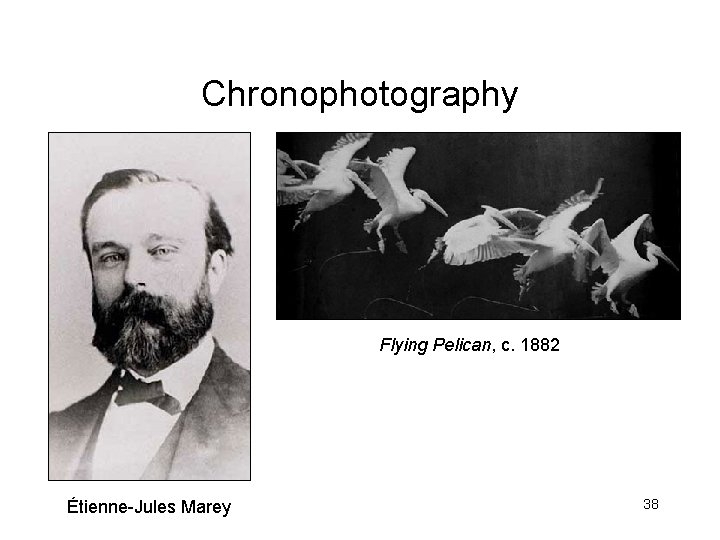 Chronophotography Flying Pelican, c. 1882 Étienne-Jules Marey 38 